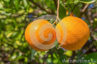 Two fresh oranges hanging at orange tree Stock Photo