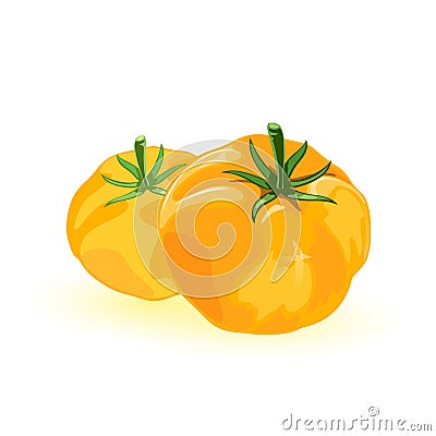 Two fresh yellow tomato with umami flavor. Ripe juicy vegetables are source of minerals, vitamins, dietary fiber. Vector Illustration