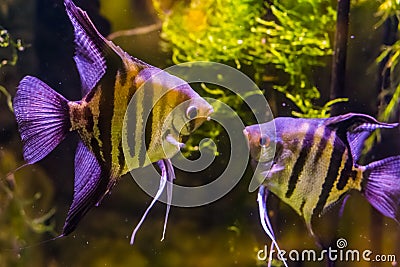 Two freshwater angelfishes looking at each other, popular aquarium pets, tropical fish from the amazon basin Stock Photo