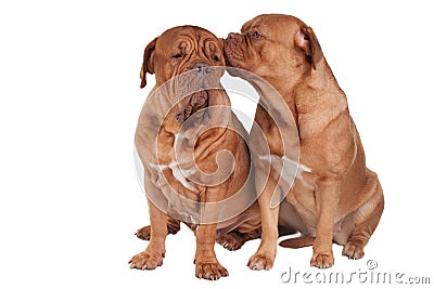 Two friend dogs Stock Photo