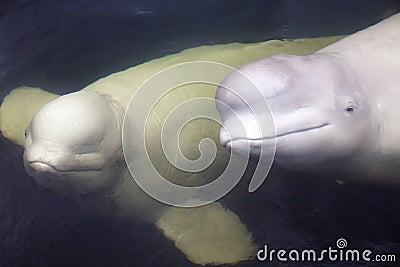 Two Friendly beluga whales pair to look up from underwater Stock Photo