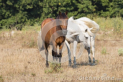 Two Friendly Horses Stock Photo