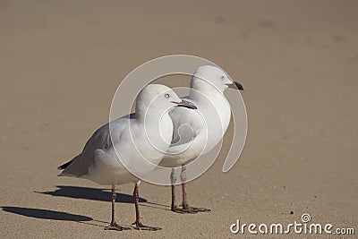 Two friendly white seagulls standing on a sandy beach . Stock Photo