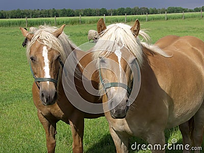 Two friends Stock Photo
