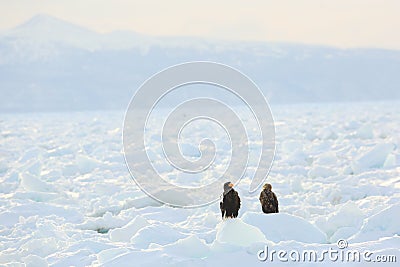 Two friends Stock Photo