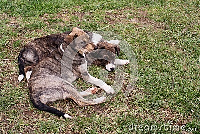 Two frightened lonely puppies are resting on the grass. Homeless street animals Stock Photo