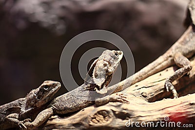 Two frill-necked lizard Stock Photo