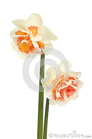 Two frilly Daffodils Stock Photo