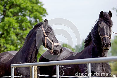 Two Frisian horses Stock Photo