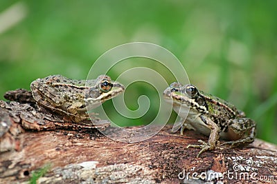 Two frogs Stock Photo