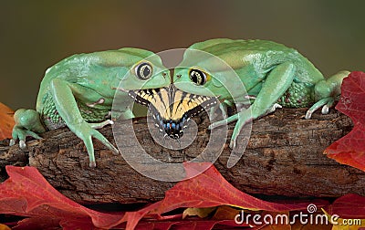 Two frogs eating one butterfly Stock Photo