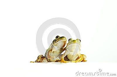 Two Frogs Stock Photo