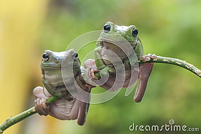 Two Frogs Stock Photo