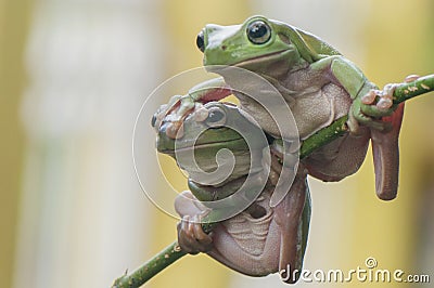 Two Frogs Stock Photo