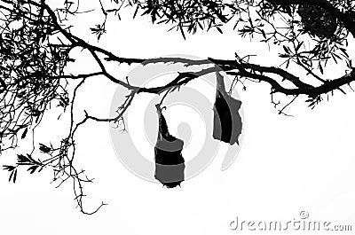 Two fruit bats hanging from a tree in silhouette Stock Photo