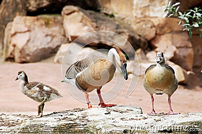 Two full-grown domestic geese with a cub, Anserinae Stock Photo