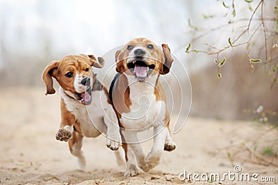 Two funny beagle dogs running Stock Photo