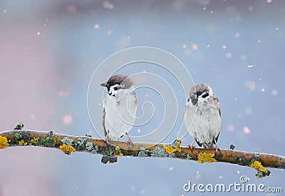 Two funny birds are sitting in the Park on a branch during a spr Stock Photo