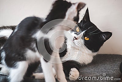 Two funny black and white tuxedo cats are fighting among themselves. Stock Photo