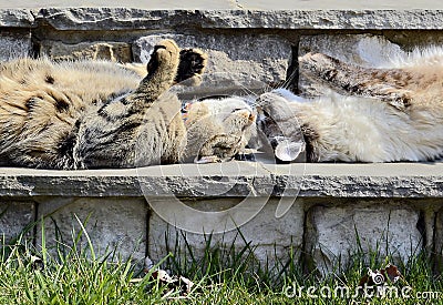 Two Funny Cats Stock Photo