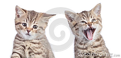 Two funny cats with opposite emotions one happy and another unhappy or sad isolated on white Stock Photo