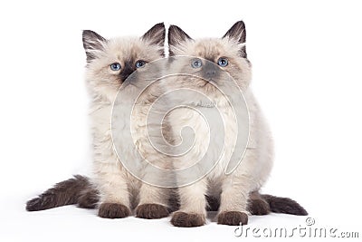 Two funny cute kitten sitting on a white background Stock Photo