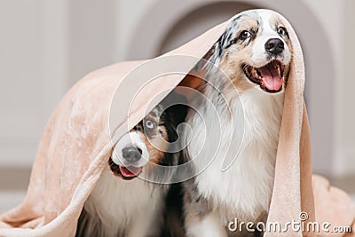 Funny two dogs under one blanket. Stock Photo