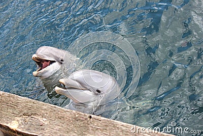 Two funny dolphins Maaike and Skinny in Dolfinarium Harderwijk Stock Photo