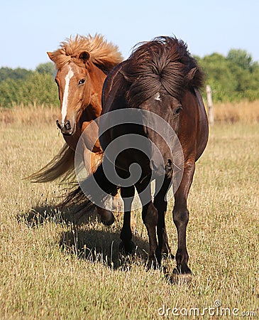 Two funny icelandic horses are running on the paddock in the sunshine Stock Photo