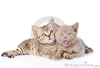 Two funny kittens lying together. isolated on white background Stock Photo