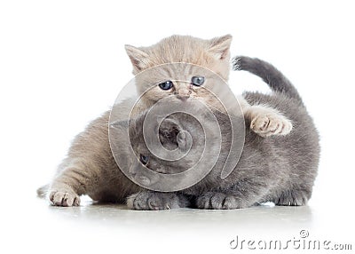 Two funny kittens play together Stock Photo