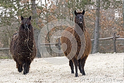 Two funny Lama glama or llamas Stock Photo