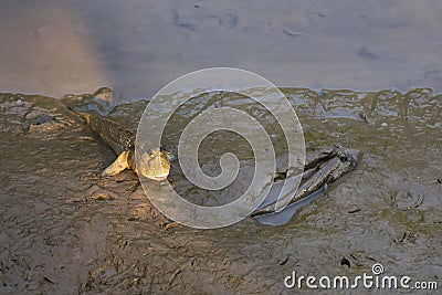 Two funny looking, lovely, Thai walking fish, with human-like face, found in a river delta mangrove forest`s sandy banks. Stock Photo