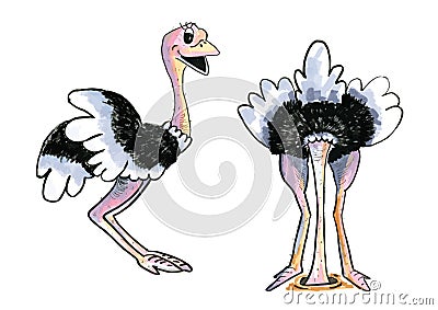 Two funny ostriches Vector Illustration