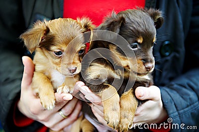 Two funny puppy Toy Terrier Stock Photo