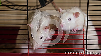 Two Funny Rats Look Out of the Cage and Beg for Food. Pet Rats Close Up  Stock Video - Video of card, close: 201485901
