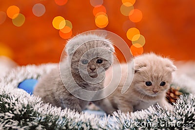 Two funny scottish kittens on the shiny background Stock Photo