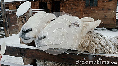 Funny Sheep at Mountain Hills Aerial. Farm Animals Eat Grass at Pasture  Stock Video - Video of grass, meadows: 208198353