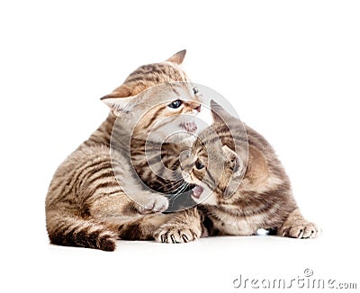 Two funny small kittens playing with each other Stock Photo