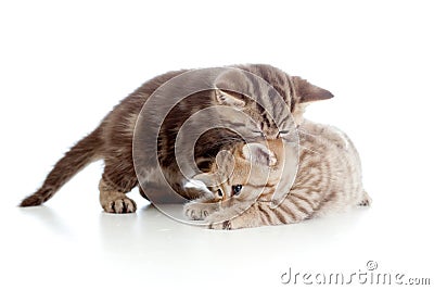 Two funny small kittens playing with each other Stock Photo