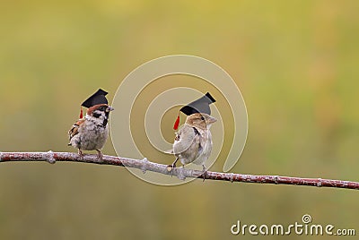 Two little funny sparrow birds are sitting in the spring garden in the student hats of the confederacy Stock Photo