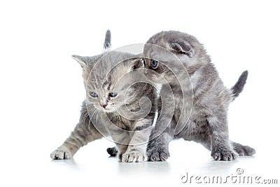 Two funny young cat kittens play together Stock Photo