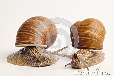 Two garden snails on a white background.Snail mucin cosmetic product concept, snail therapy. Snail farm. Stock Photo