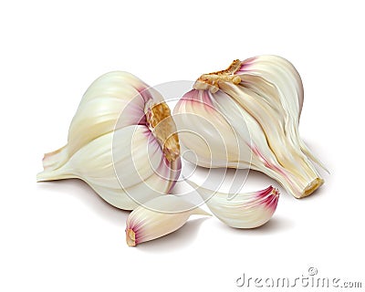 Two garlic. Isolated vector Cartoon Illustration