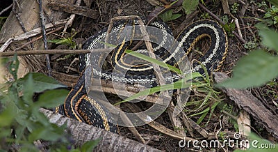 Garter Snakes Stock Photo