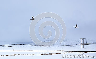 Two Geese fly over snowy fields in Iceland Stock Photo