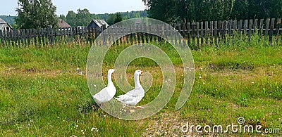 Two geese walk in the meadow in the village. Fence and wooden houses. Rural outback Stock Photo