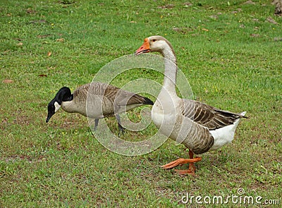 Two geese walking on grass Stock Photo