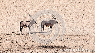 Two gemsbok antelopes, Oryx gazella, standing in the dry dusty desert, Namibia, Africa Stock Photo