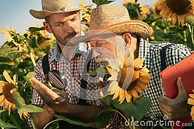 Two generation of farmers inspects sunflower plant Stock Photo